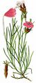  - Dianthus giganteus d'Urv.