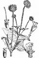 Small Teasel - Dipsacus pilosus L.