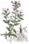 Zottiges Weidenröschen - Epilobium hirsutum L. 