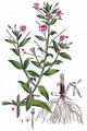 Great Willowherb - Epilobium hirsutum L.