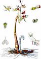 Ghost Orchid - Epipogium aphyllum Sw.
