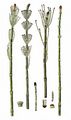 Water Horsetail - Equisetum fluviatile L.