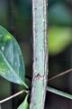 Spindle - Euonymus europaeus L.