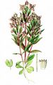 Feld-Kranzenzian - Gentianella campestris (L.) Börner