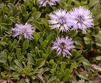 Herzblättrige Kugelblume - Globularia cordifolia L.
