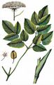 Breitblättriges Laserkraut - Laserpitium latifolium L.