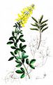Black Broom - Lembotropis nigricans (L.) Griseb.