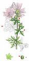 Musk-Mallow - Malva moschata L.