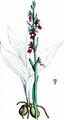 Fliegen-Ragwurz - Ophrys insectifera L.