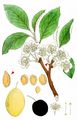 Wild Plum - Prunus domestica L.