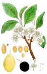 Gewöhnliche Pflaume - Prunus domestica L. 