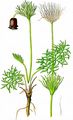 Small Pasque Flower - Pulsatilla pratensis (L.) Mill.