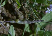 Acker-Rettich - Raphanus raphanistrum L.