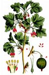 Stachelbeere - Ribes uva-crispa L. 