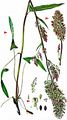 Eared Dock - Rumex thyrsiflorus Fingerh.