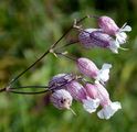 Aufgeblasenes Leimkraut - Silene vulgaris (Moench) Garcke
