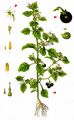 Black Nightshade - Solanum nigrum L.