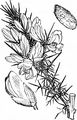 Gorse - Ulex europaeus L.