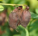 Kassuben-Wicke - Vicia cassubica L.