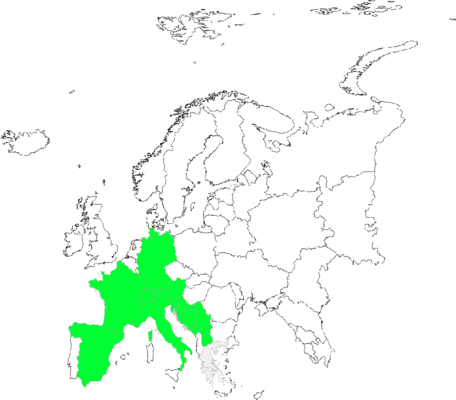 Hieracium humile