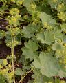 Smooth Lady's-Mantle - Alchemilla glabra Neygenf.