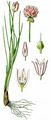Gewöhnlicher Schnitt-Lauch - Allium schoenoprasum L.