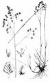 Quaking-Grass - Briza media L.