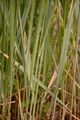 Wood Small-Reed - Calamagrostis epigejos (L.) Roth