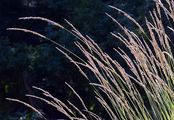 Mountain Smallreed - Calamagrostis varia (Schrad.) Host