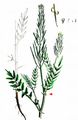 Narrow-Leaved Bitter-Cress - Cardamine impatiens L.