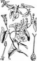 Field Bindweed - Convolvulus arvensis L.