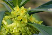 Spurge-Laurel - Daphne laureola L.