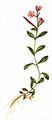 Gauchheilblättriges Weidenröschen - Epilobium anagallidifolium Lam.