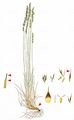 Schaf-Schwingel - Festuca ovina L.