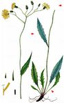 Schwarzes Habichtskraut - Hieracium atratum Fr. 