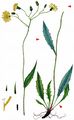 Polar Hawkweed - Hieracium atratum Fr.