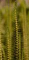 Mare's-Tail - Hippuris vulgaris L.