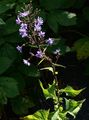 Alpen-Milchlattich - Lactuca alpina (L.) A. Gray