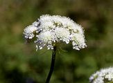 Preußisches Laserkraut - Laserpitium prutenicum L.