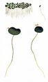 Common Duckweed - Lemna minor L.
