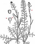 Dichtblütige Kresse - Lepidium densiflorum Schrad. 