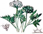 Kleine Mutterwurz - Ligusticum mutellinoides (Crantz) Vill.