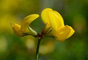 Schmalblättriger Hornklee - Lotus tenuis Willd.