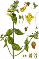 Wood Cow-Wheat - Melampyrum nemorosum L.