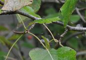 Balsam-Pappel - Populus balsamifera L.
