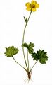 High Mountain Buttercup - Ranunculus breyninus Crantz