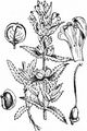 Kleiner Klappertopf - Rhinanthus minor L.