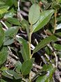 Bebb Willow - Salix starkeana Willd.
