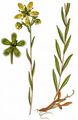 Moor-Steinbrech - Saxifraga hirculus L.