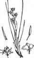 Blumenbinse - Scheuchzeria palustris L.